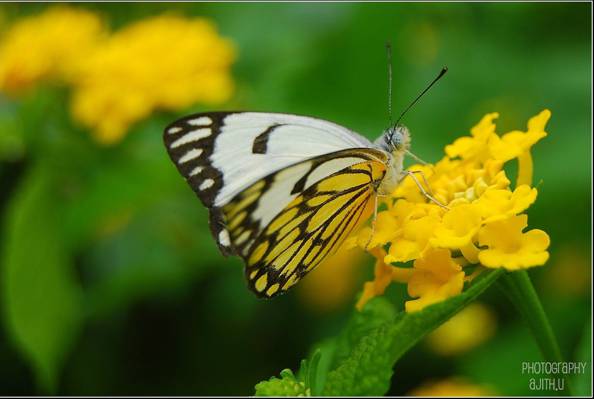 黄色和白色蝴蝶选择性的摄影在黄色petaled花,跳跃白色HD墙纸