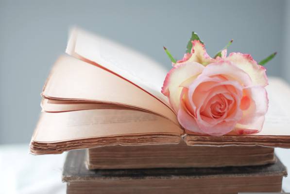 粉红色,书籍,页面,花,玫瑰