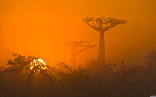 树,萨凡纳,非洲,性质