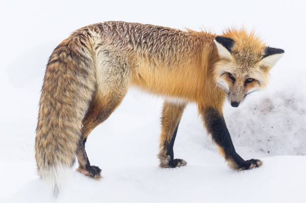 雪上的橙色狐狸高清壁纸