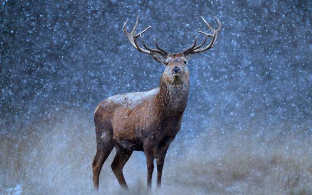 自然,雪,角,鹿
