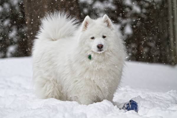 狗,白,雪,冬天