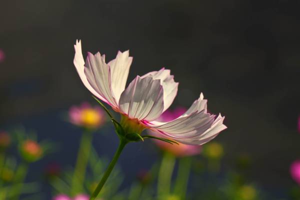 白色和粉红色的花朵特写摄影高清壁纸