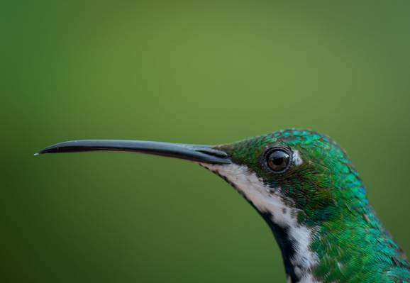 特写镜头野生生物摄影的长嘴鸟绿色鸟,蜂鸟高清壁纸