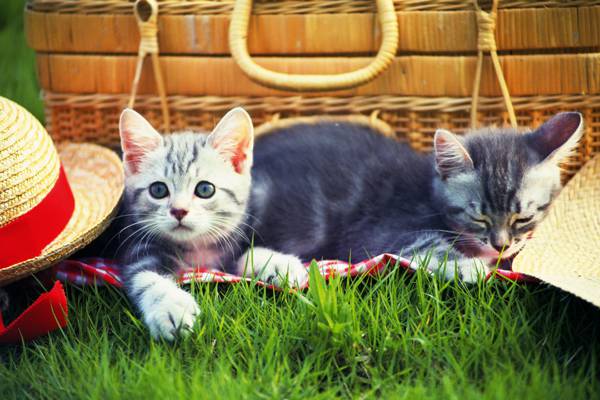 野餐,草,小猫,小猫,帽子,帽子,草,猫,野餐,猫