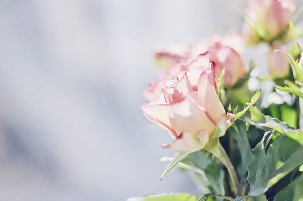 宏观摄影的白色和粉红色的玫瑰高清壁纸