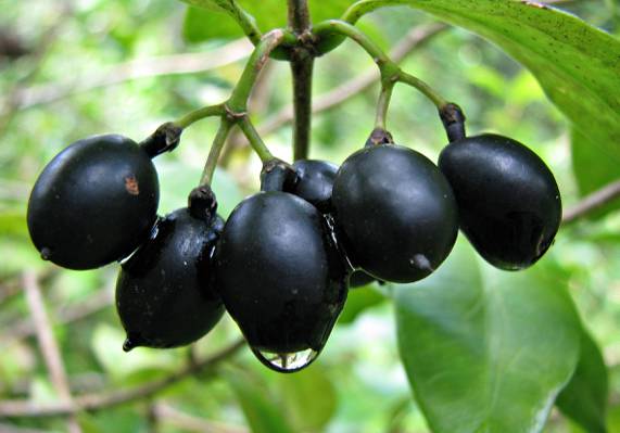 一群椭圆形的黑色水果,alyxia stellata高清壁纸