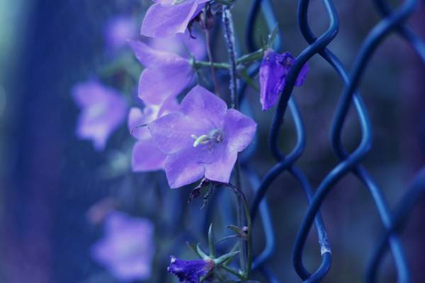 紫色鲜花爬上旋风篱笆高清壁纸