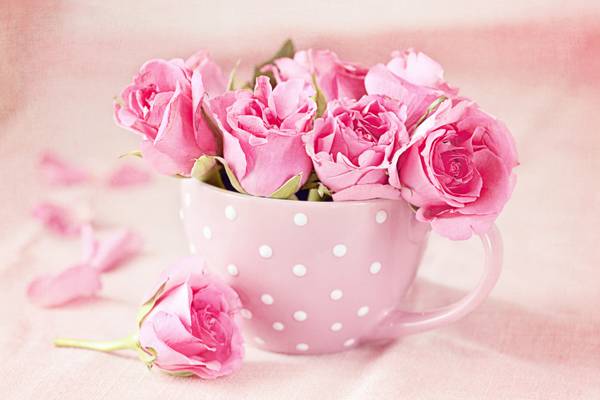 照片,玫瑰,鲜花,盅,粉红色