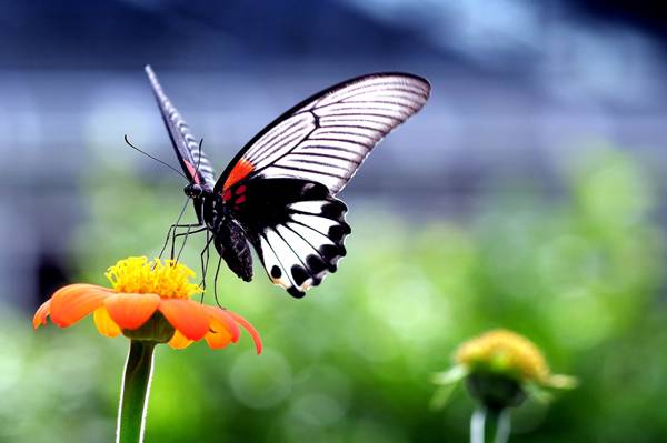 翅膀,蛾类,自然,蝴蝶,昆虫,植物,花卉