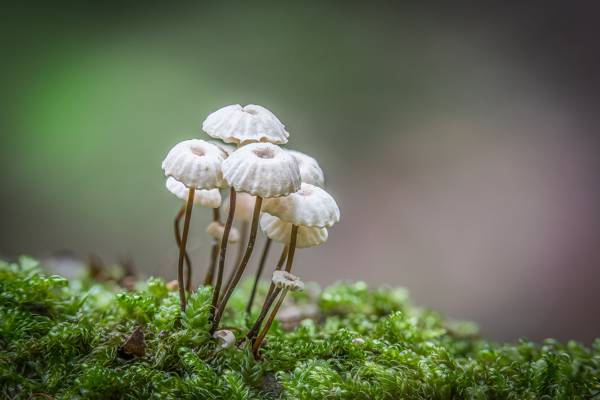 白色和棕色的蘑菇,marasmius高清壁纸的选择性焦点照片