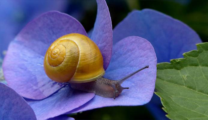 在紫色的蜗牛在关闭了摄影高清壁纸的绣球花
