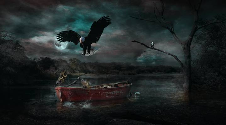 黑色和白色的鹰飞过红色独木舟高清壁纸