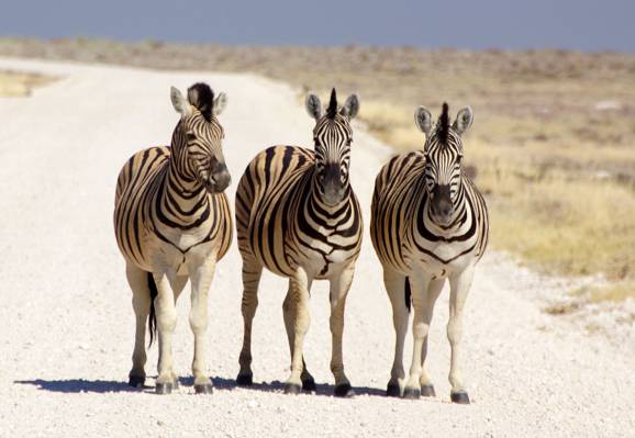 三匹斑马走在白色的路上,纳米比亚高清壁纸