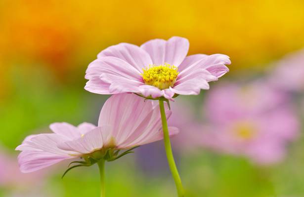 鲜花,粉红色,科斯梅亚,背景