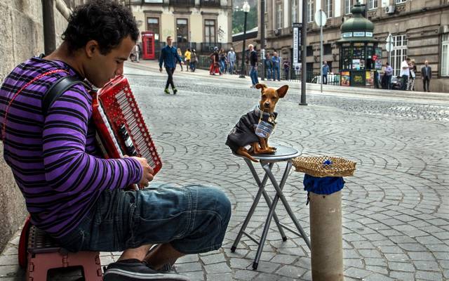 狗,人,音乐,街头
