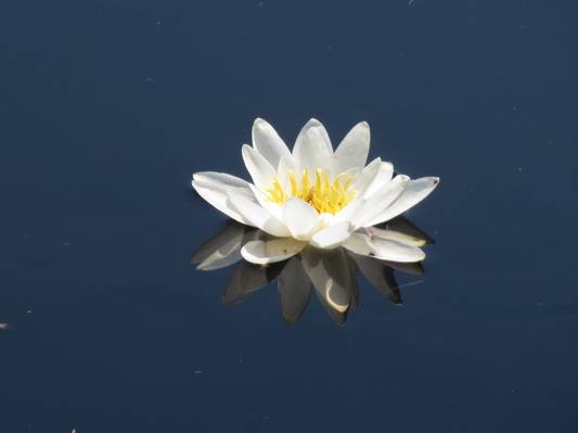 白色的睡莲花盛开的水高清壁纸