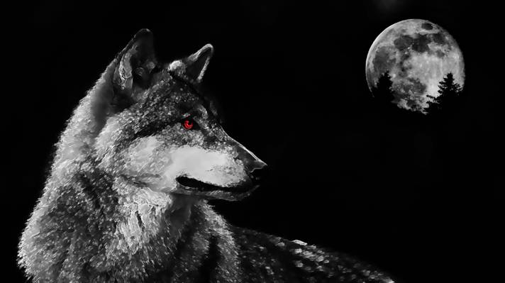 眼睛,捕食者,狼,月亮
