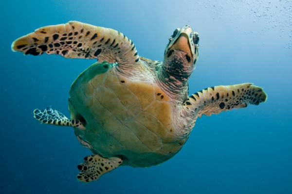 海龟游泳水下高清壁纸的水下摄影