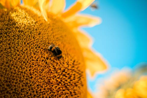 宏,大黄蜂,向日葵,蜜蜂,花