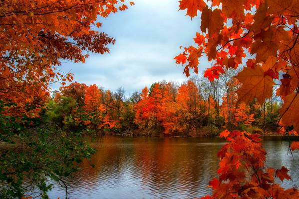 河,秋天,树木,性质