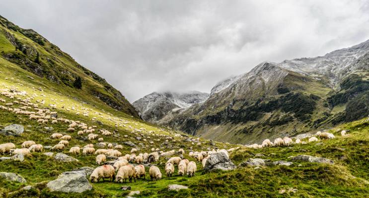 群绵羊在绿草地上附近的雪覆盖山高清壁纸