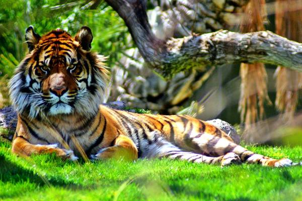 老虎躺在草地上,苏门答腊虎,豹底格里斯河苏门答腊高清壁纸