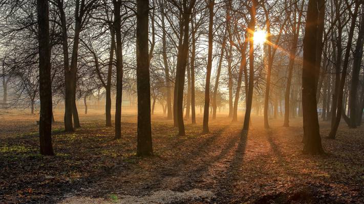 雾,早上,树木