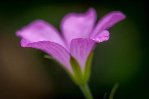 紫色petaled花HD墙纸的掀动转移摄影