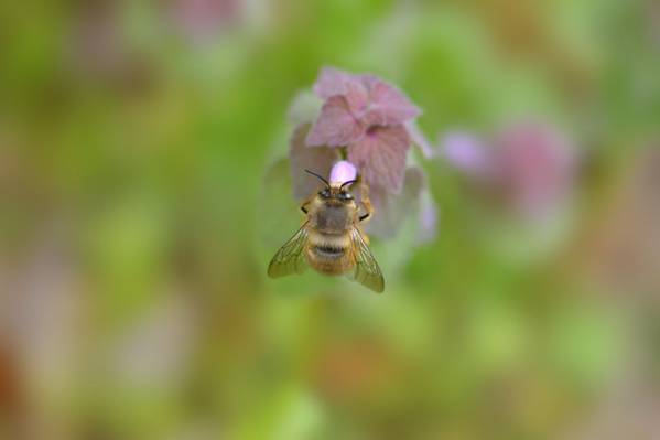 大黄蜂,背景,植物
