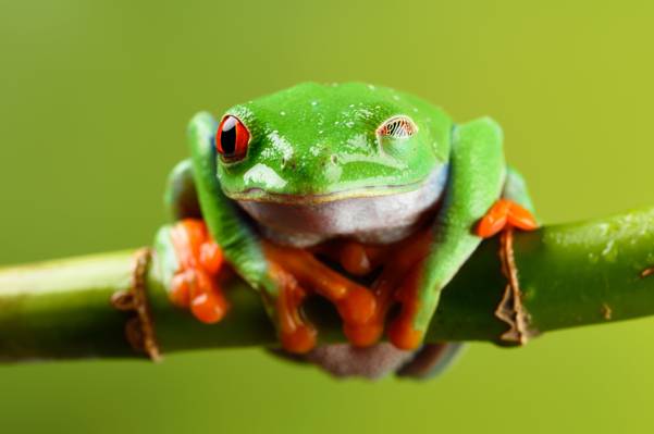 绿色和橙色的青蛙棍棒高清壁纸
