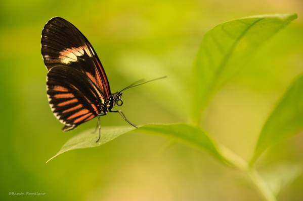 棕色和黑色的蝴蝶栖息在绿色的叶子,heliconius,mariposa高清壁纸