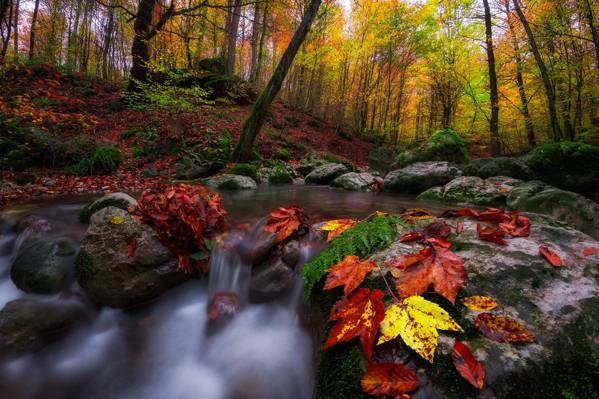 石头,性质,树,叶子,流,景观,秋季,森林