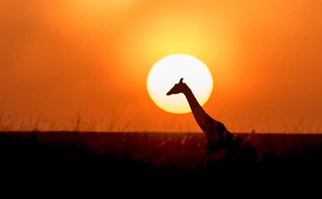 日落期间长颈鹿包围在绿草场高清壁纸