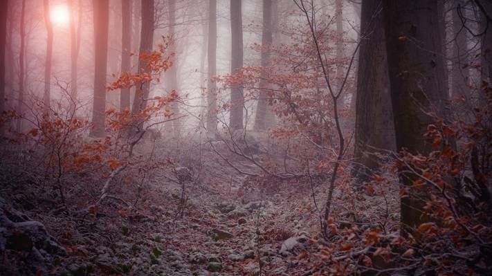 壁纸自然,雾,霜,树木,阴沉的森林,干树叶,冬天,树枝