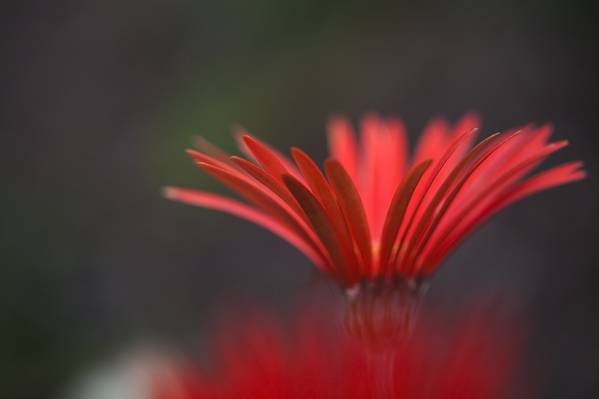 红色雏菊花高清壁纸的选择性焦点摄影