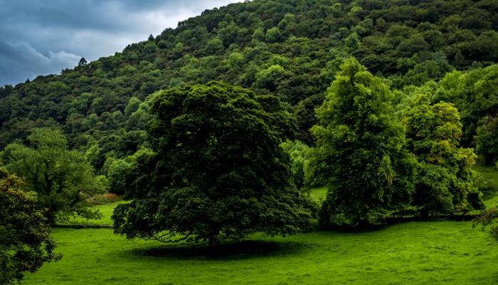 德比郡,英国,绿党,树木,草,森林