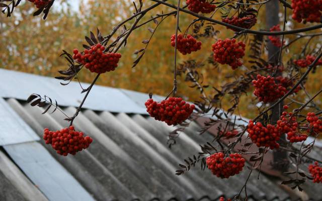 壁纸村,树,秋天,背景,大自然,壁纸,罗文