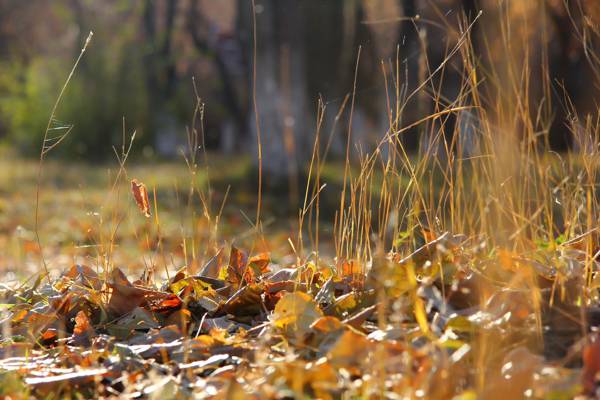 杂草,枯叶,秋天,背景,叶子