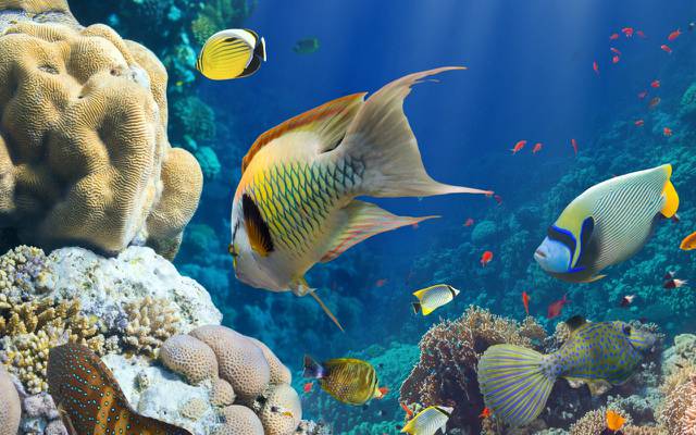 壁纸珊瑚礁,水下,珊瑚礁,水下,海,海,鱼,海洋,海洋,鱼类