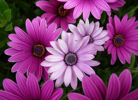紫色的花朵高清壁纸