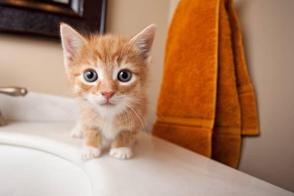 橙色和白色的虎斑小猫高清壁纸