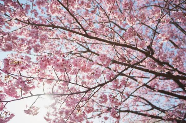 树,太阳,樱花,樱桃,树枝,春天