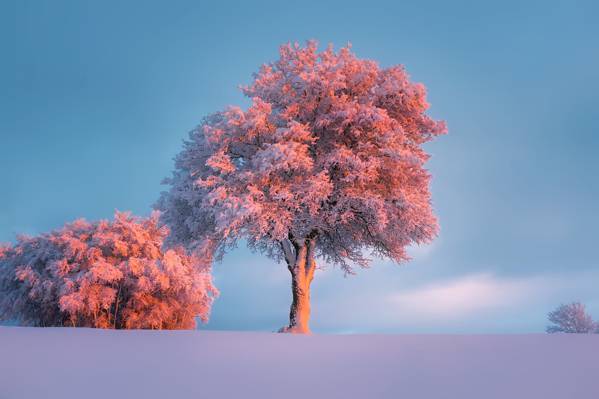 静物摄影的粉红树高清壁纸