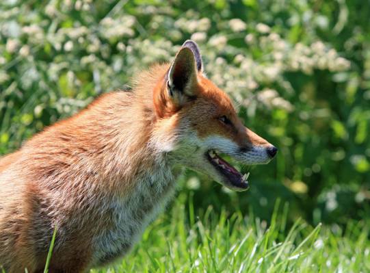 草地上的橙色狐狸高清壁纸