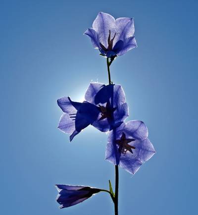 选择性焦点蓝色花瓣的高清壁纸的照片
