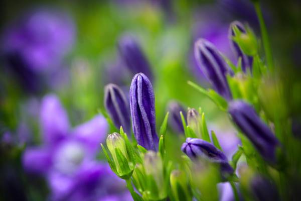 紫色小号petaled-花卉摄影高清壁纸