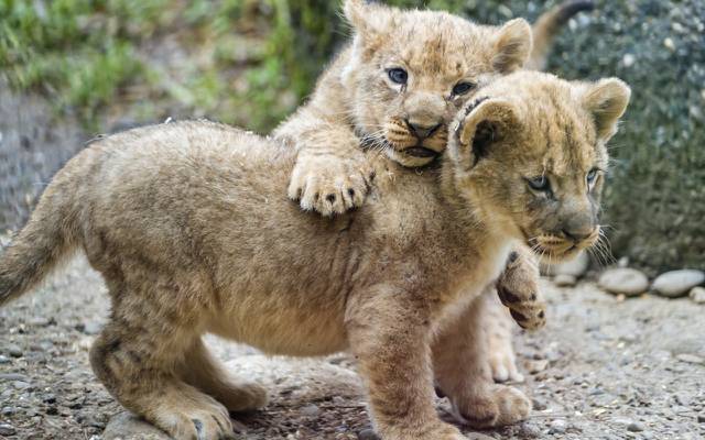 壁纸猫,对,幼崽,小猫,幼崽,©Tambako捷豹,狮子