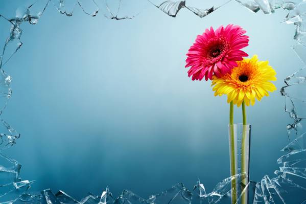 清澈的玻璃花瓶高清壁纸中的两个粉色和黄色的petaled花