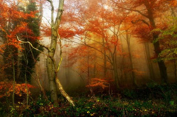 雾,秋天,森林
